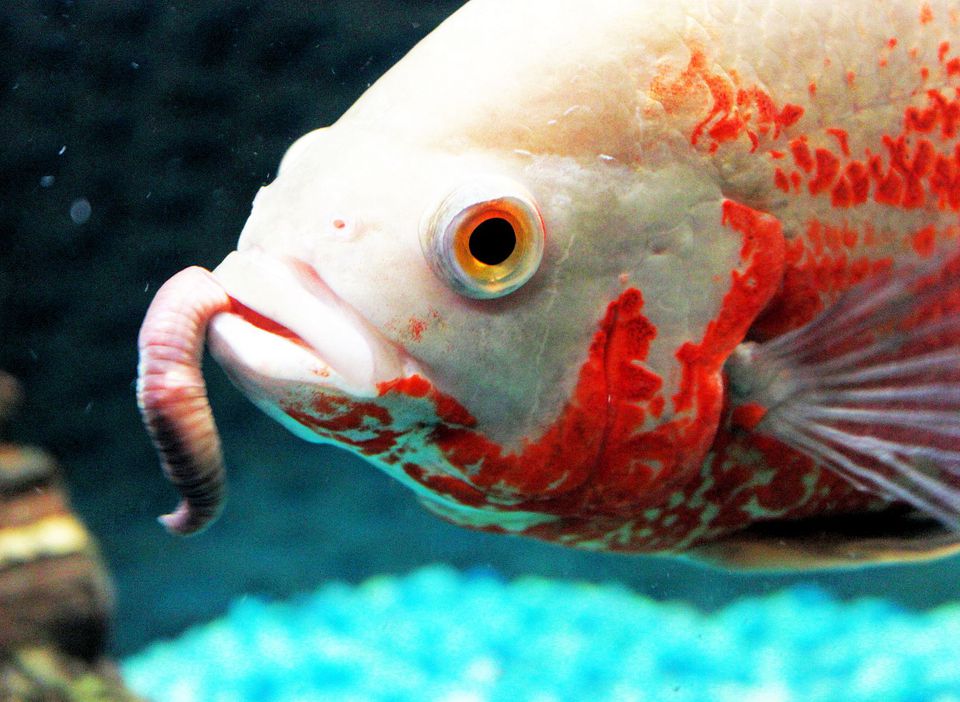 Live fish food