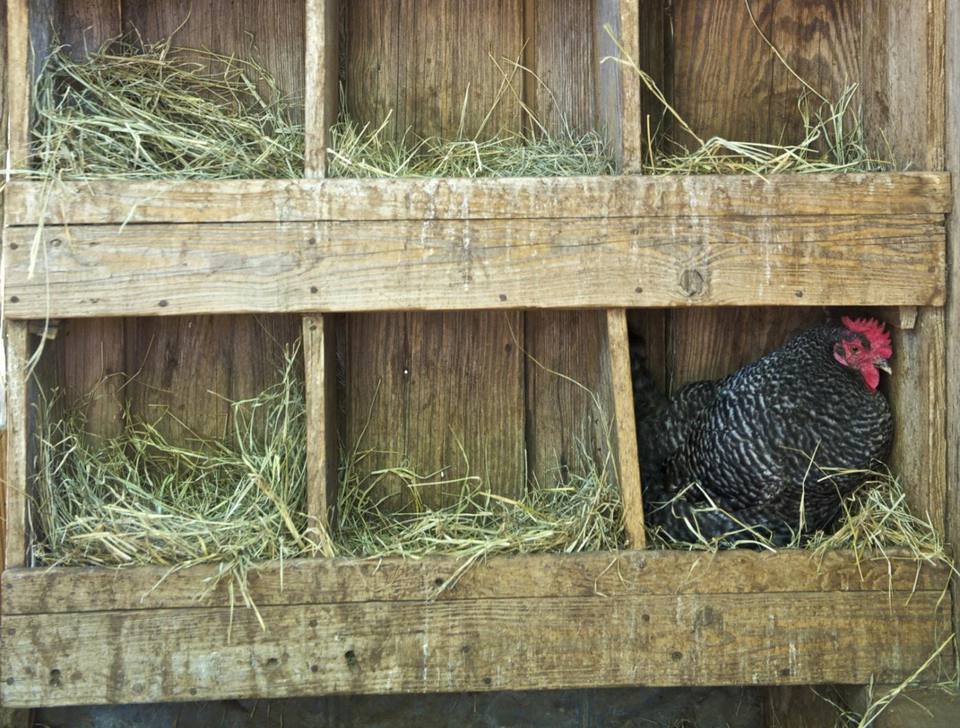 Deep Litter Method to Keep Your Chicken Coop Clean