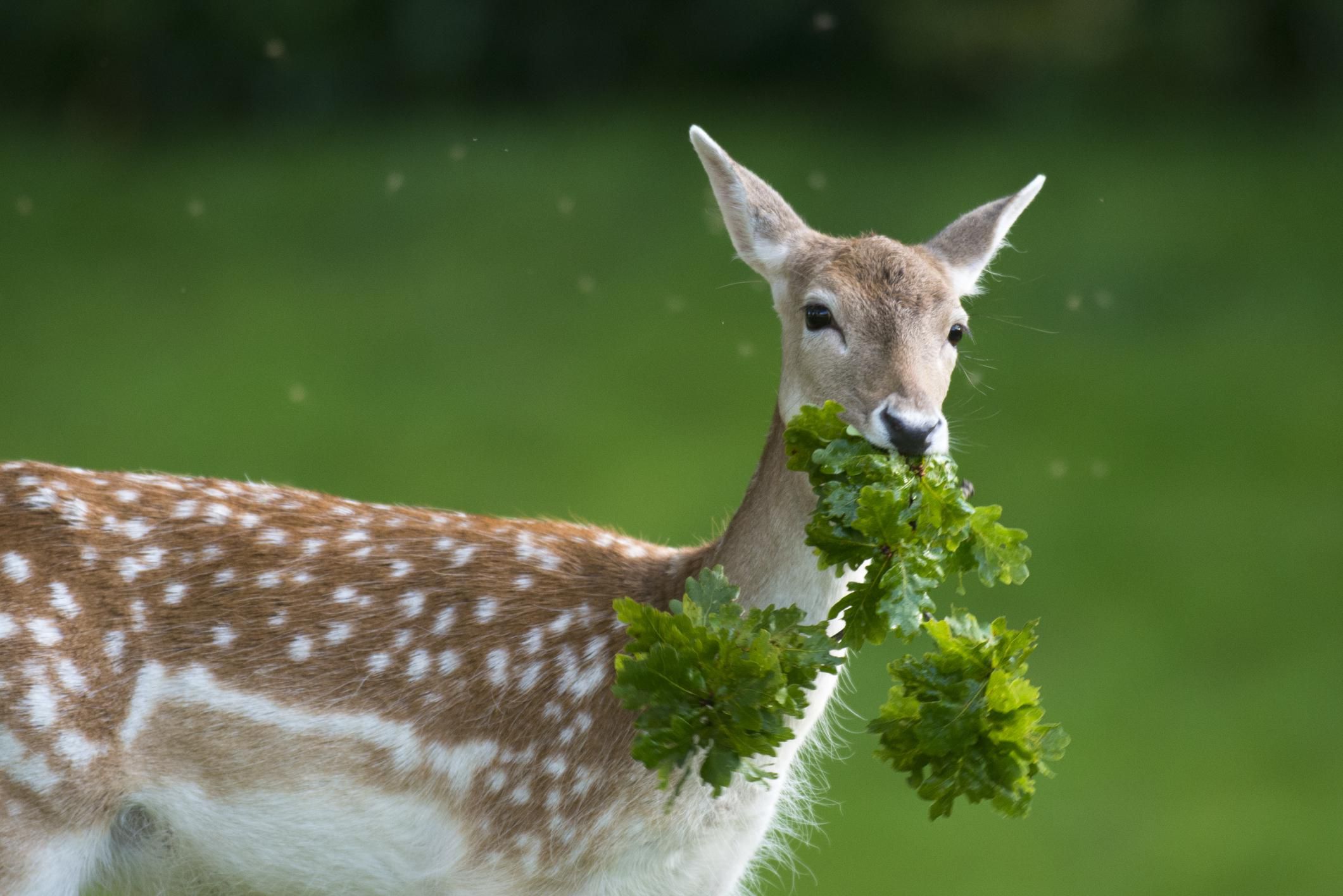 Deer plants information