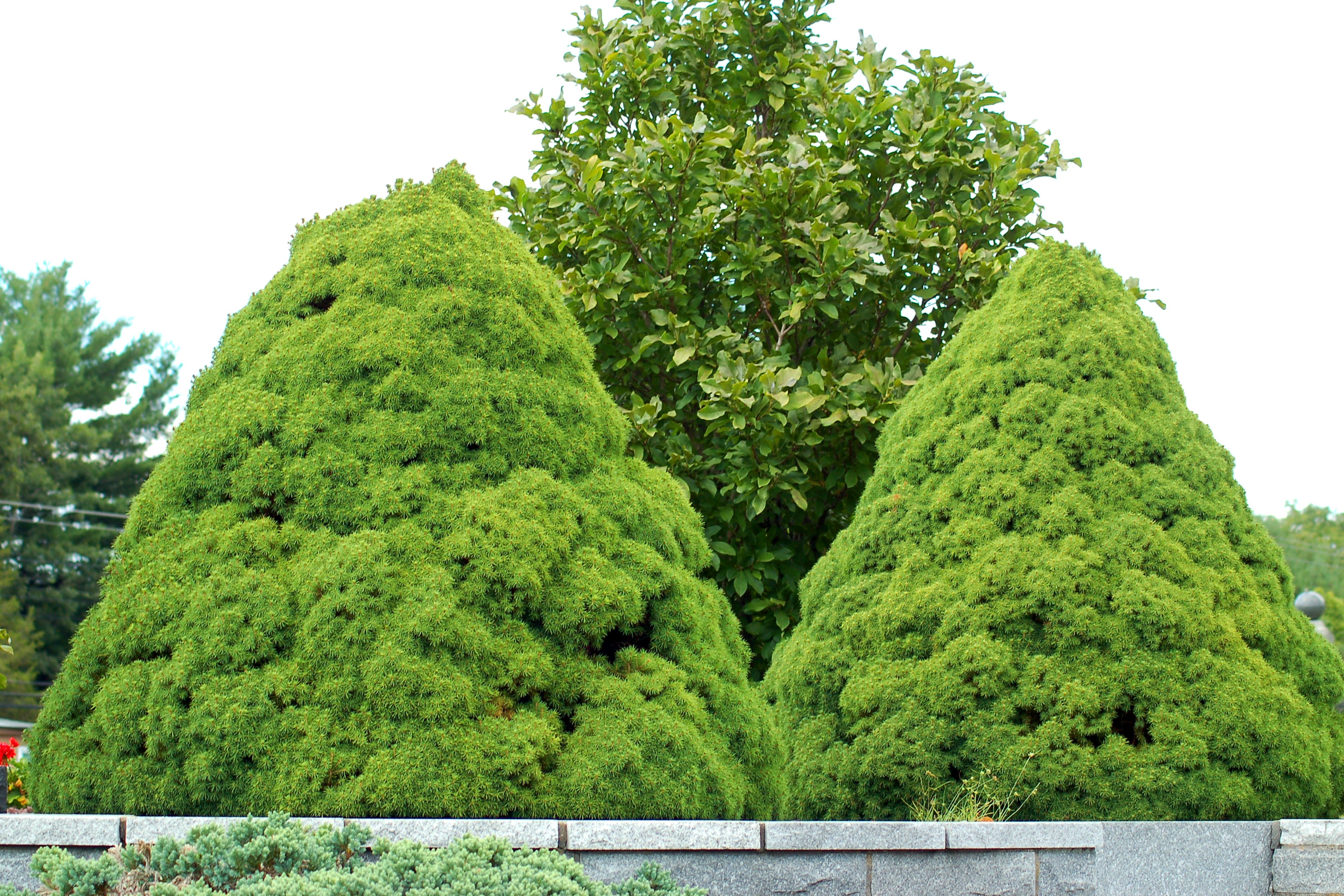 Growing the Dwarf Alberta Spruce Tree