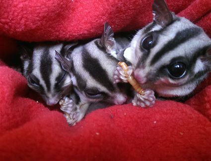 5 Common Sugar Glider Diseases