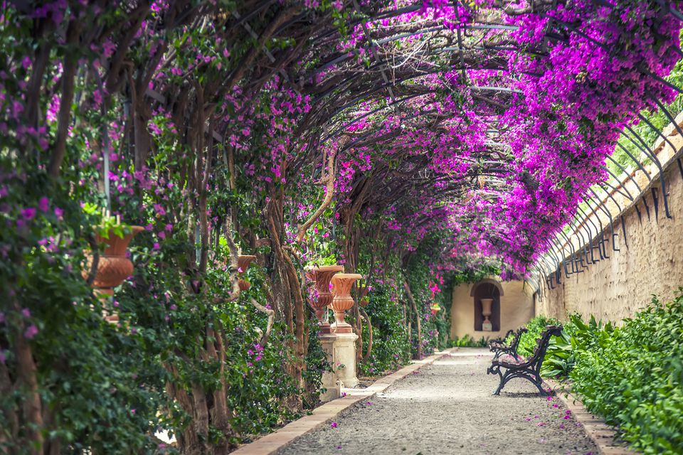Where to Buy Flowers, Trees &amp; Plants in Brooklyn