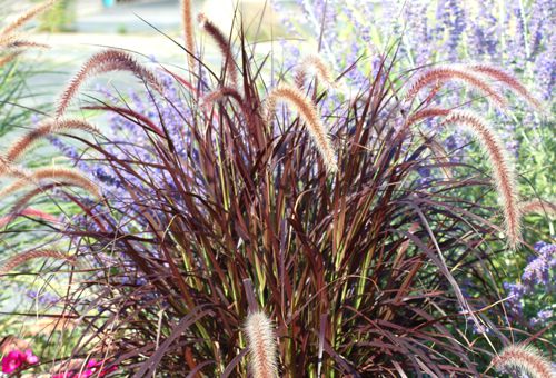 Deer Resistant Ornamental Grasses