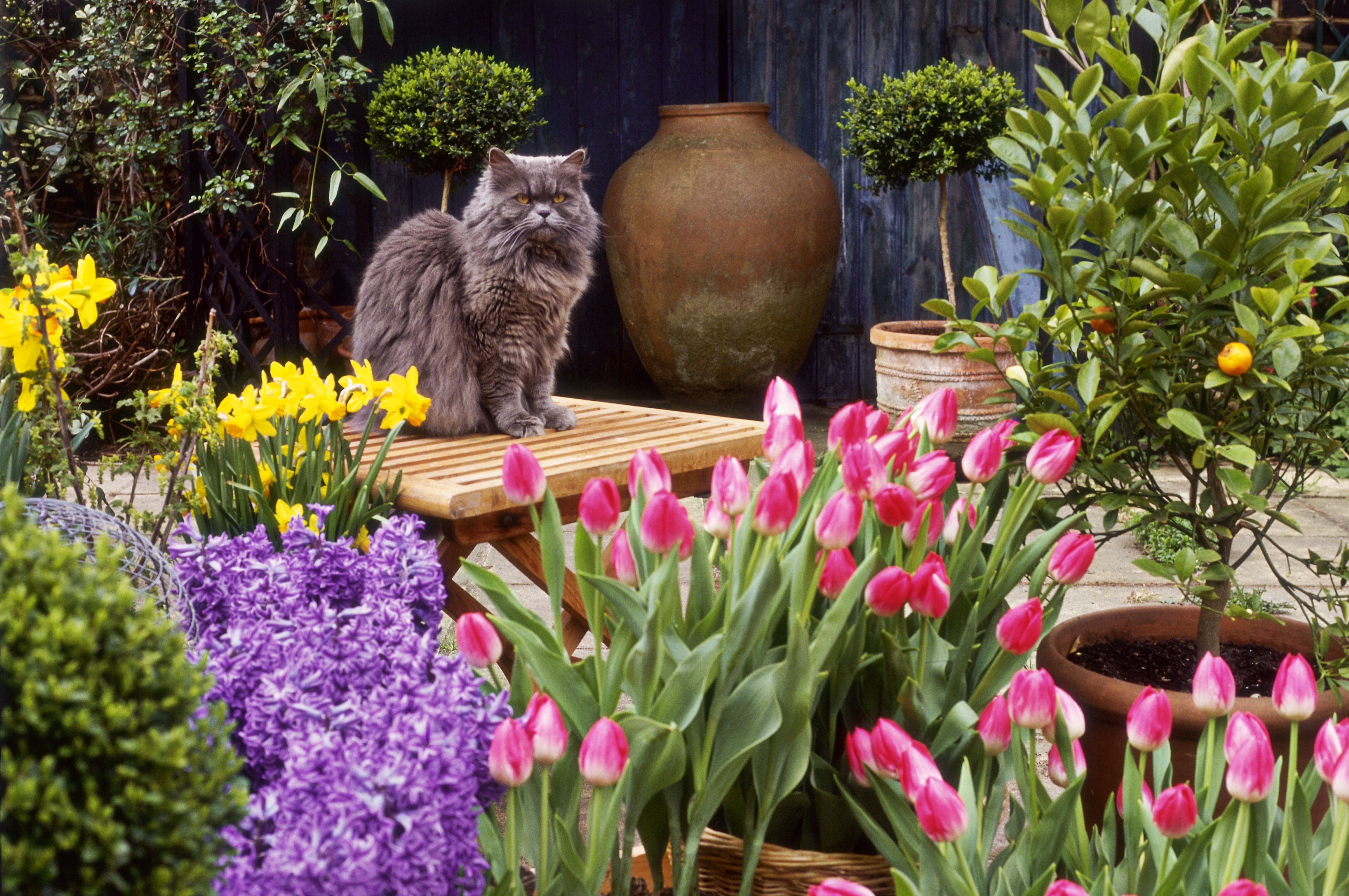 Plants Toxic to Cats Photo Slideshow