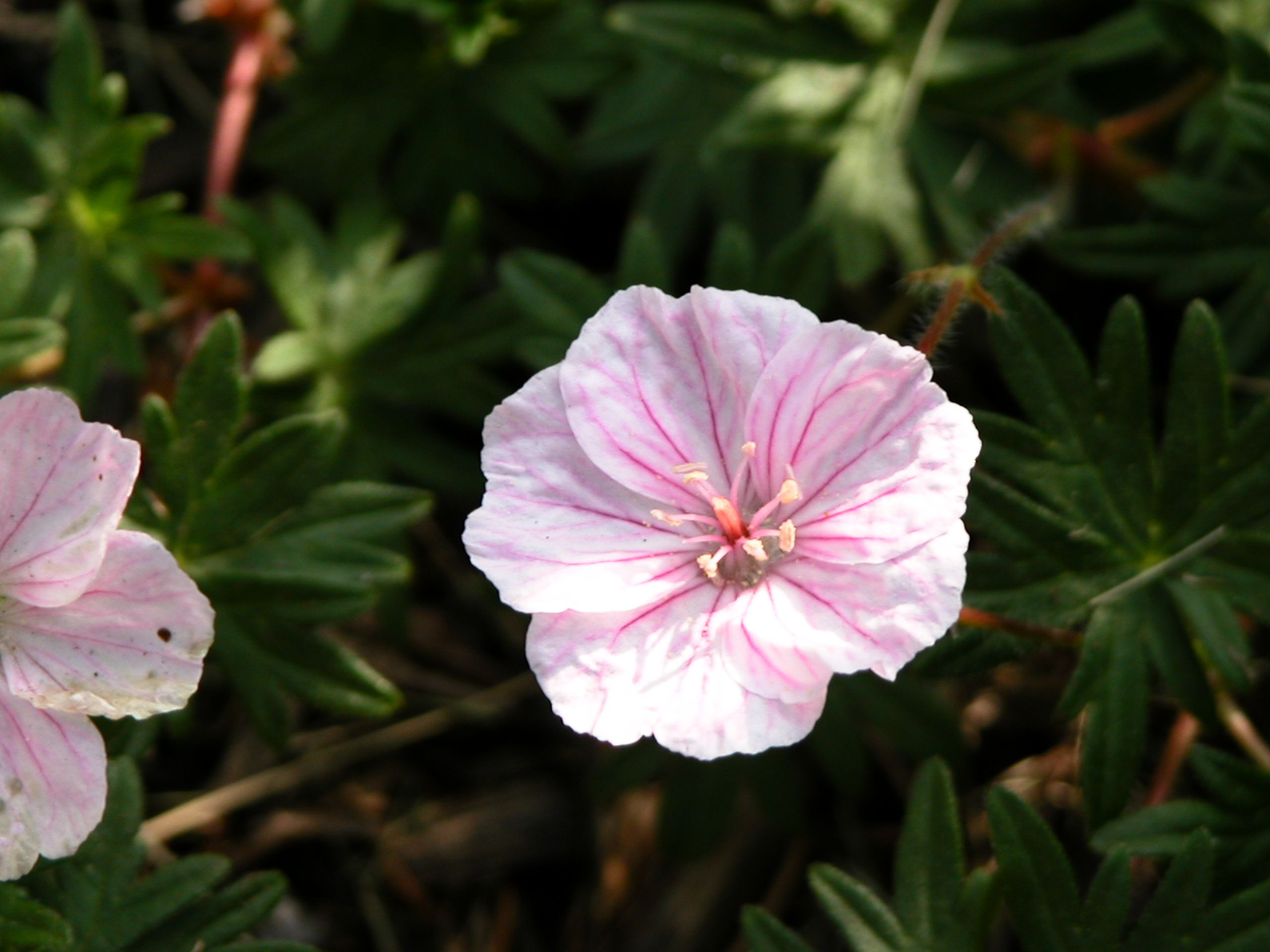 Герань род. Пеларгония Richard Hodgson. Rookley пеларгония. Rose Geranium от Floris. Духам Rose Geranium от Floris.