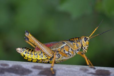 Grasshoppers, Family Acrididae