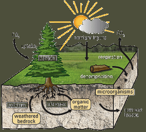 Nutrient Cycles in the Environment