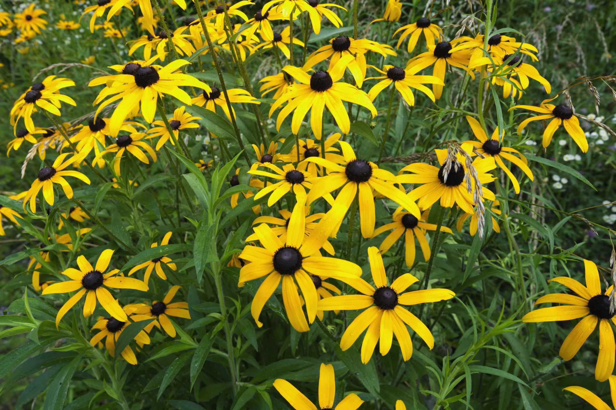 10 Perennial Flowers to Start from Seed