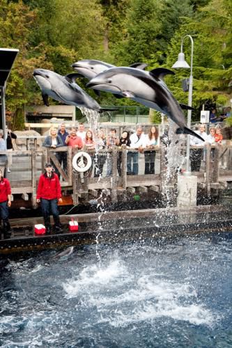 Vancouver attractions for kids: Vancouver Aquarium