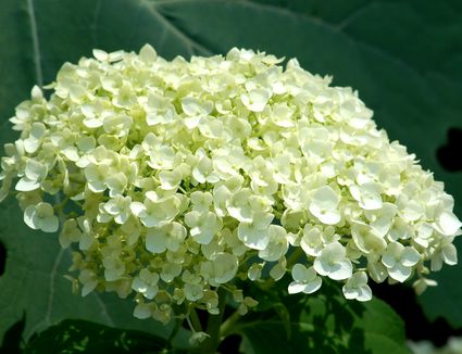 How Plant, Grow, And Prune Hydrangeas