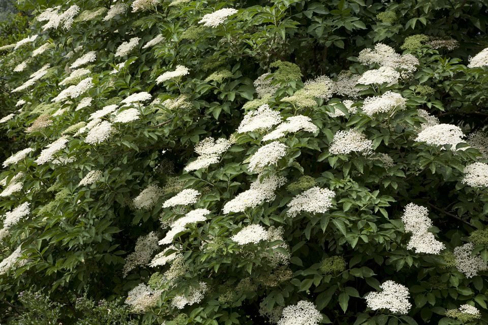 Growing the Common Elderberry Tree in the Home Garden