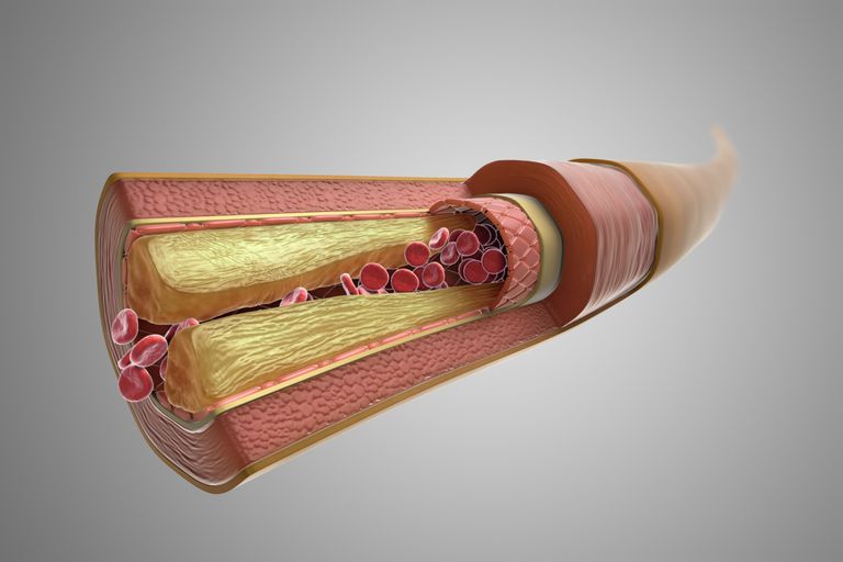 the-types-of-blood-vessels-in-your-body