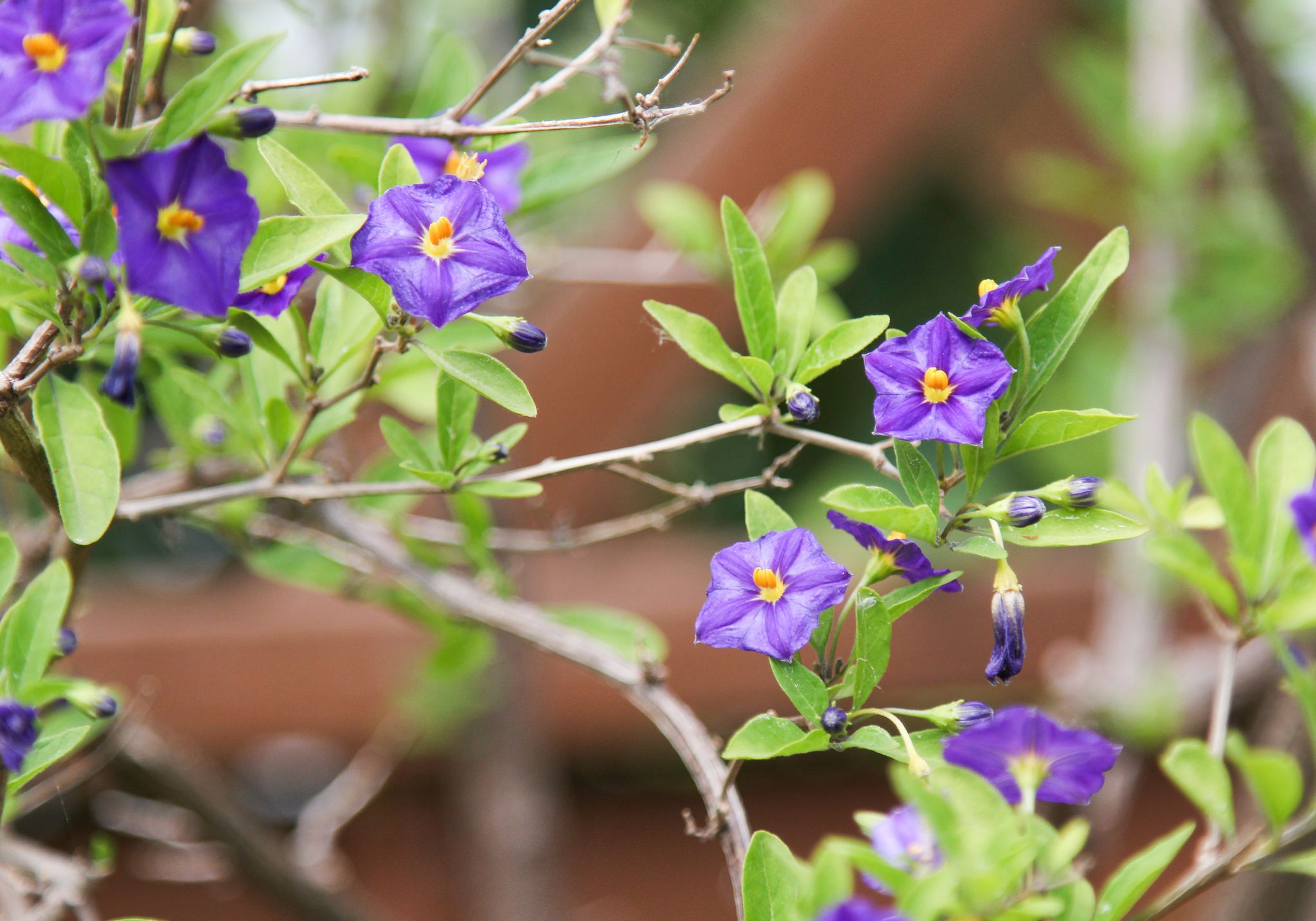 Growing the Blue Potato Bush in the Home Garden