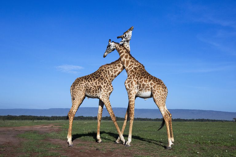 10 Fun Facts About Giraffes