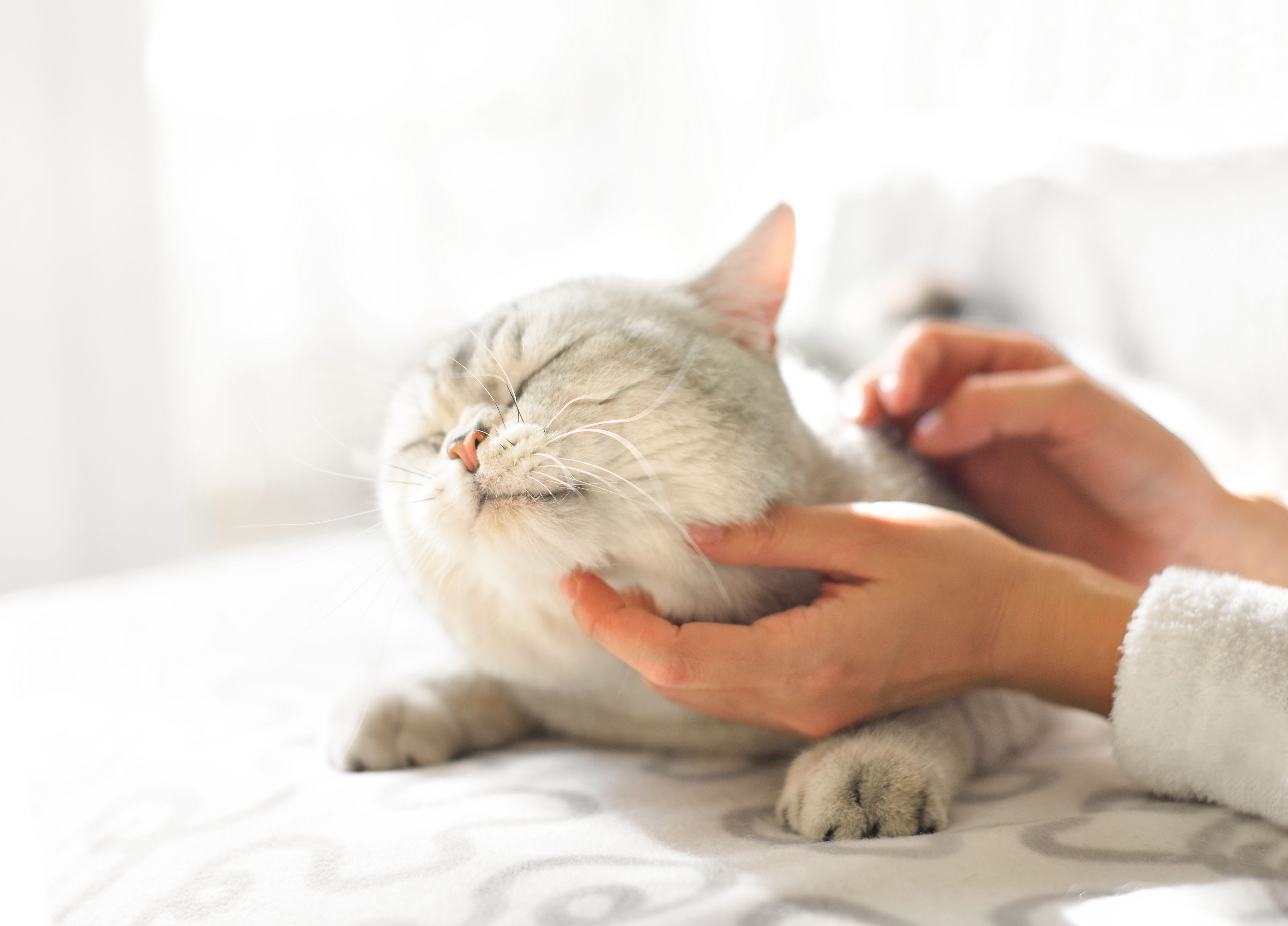 Medications to Treat Cat Seizures and Cat Epilepsy