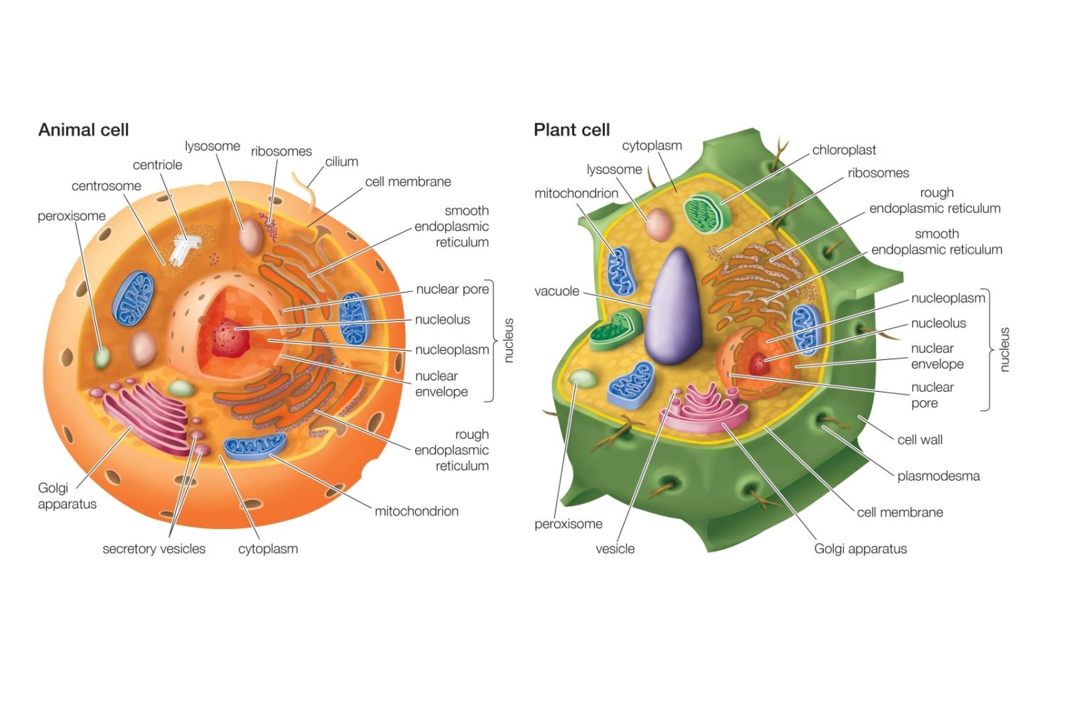 Plant cell and animal cell similarities information