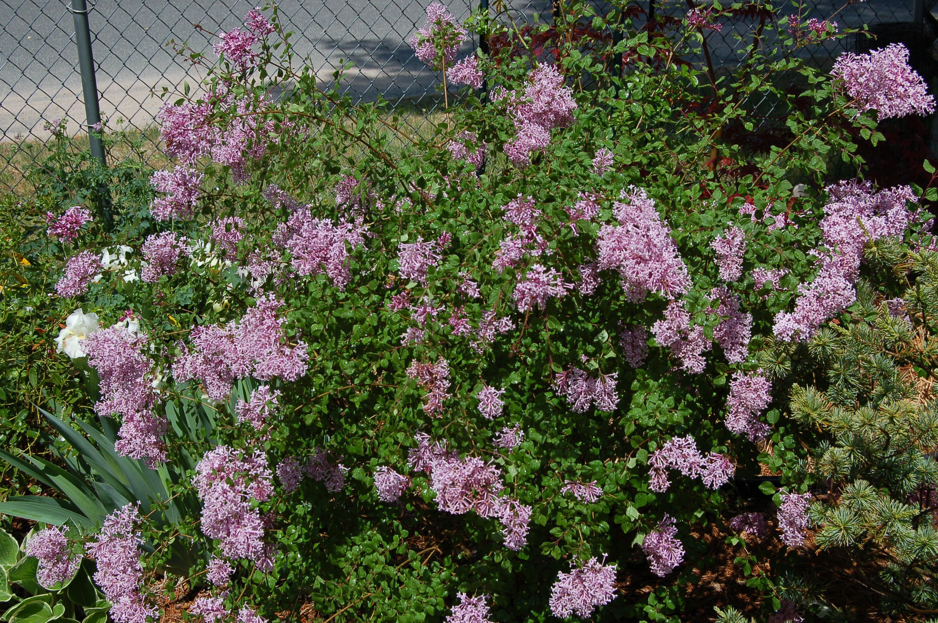 Why Aren't My Lilacs Flowering?