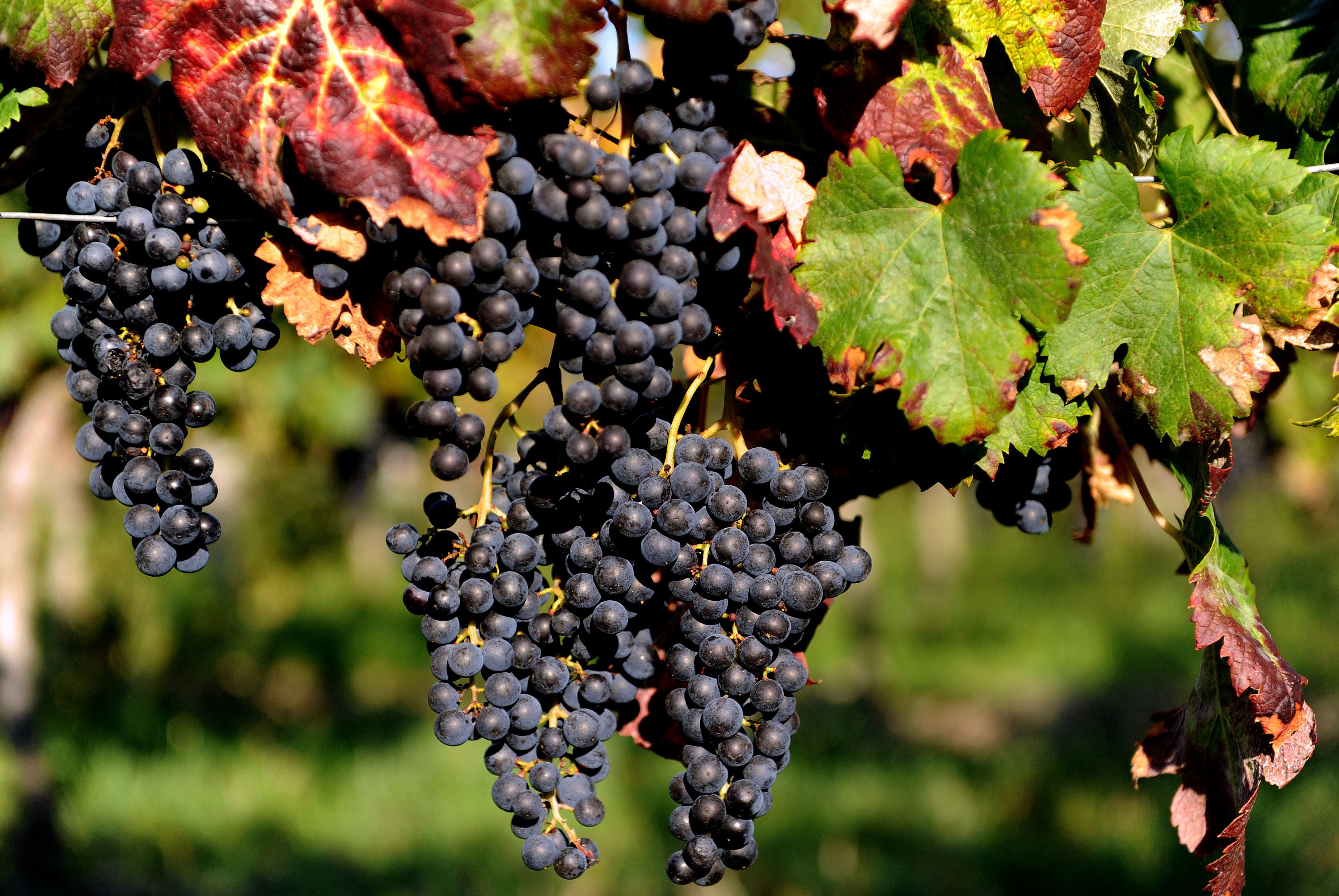 grape vine