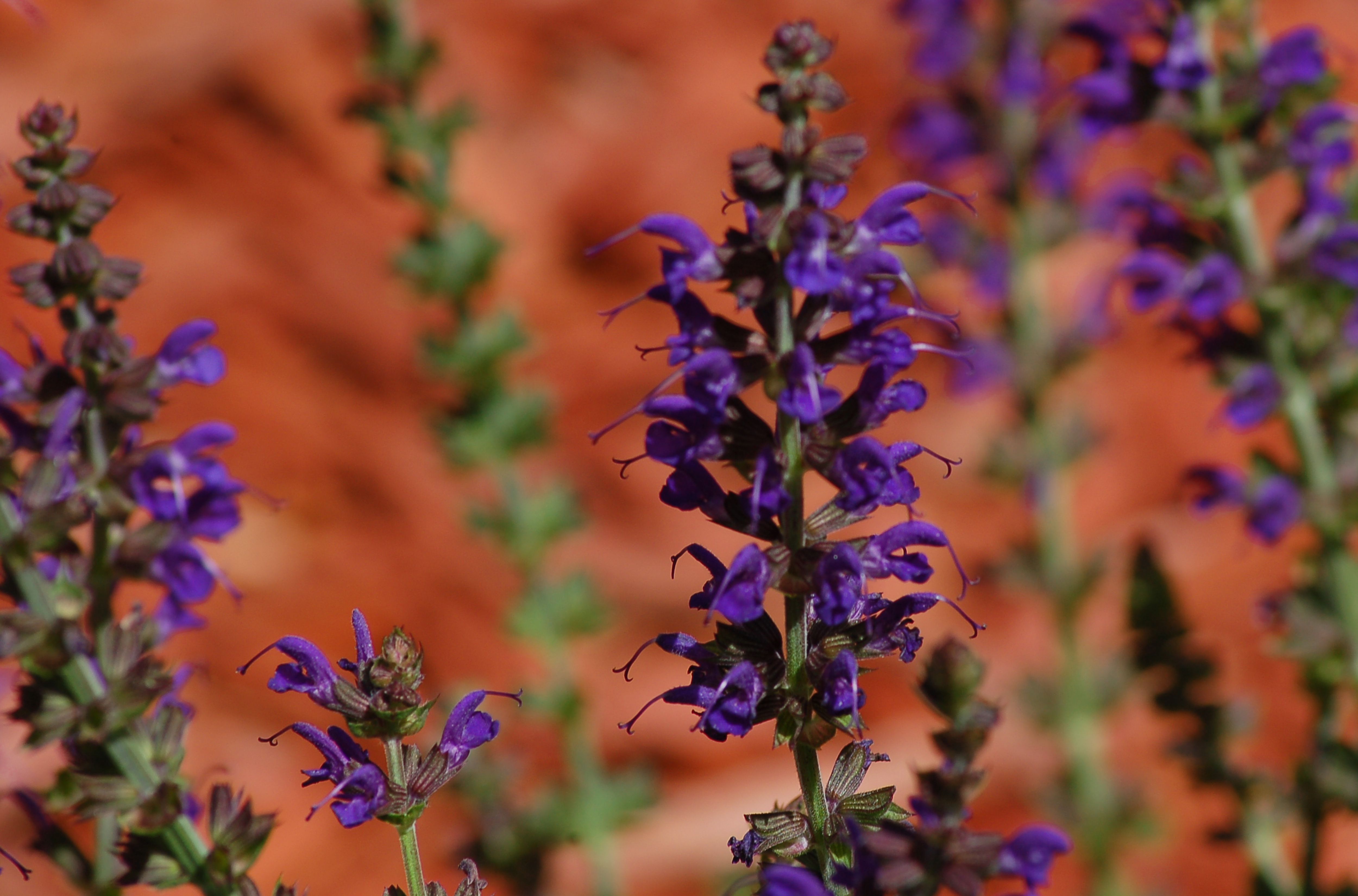 May Night Salvia Plants Flowers as Dark as Night