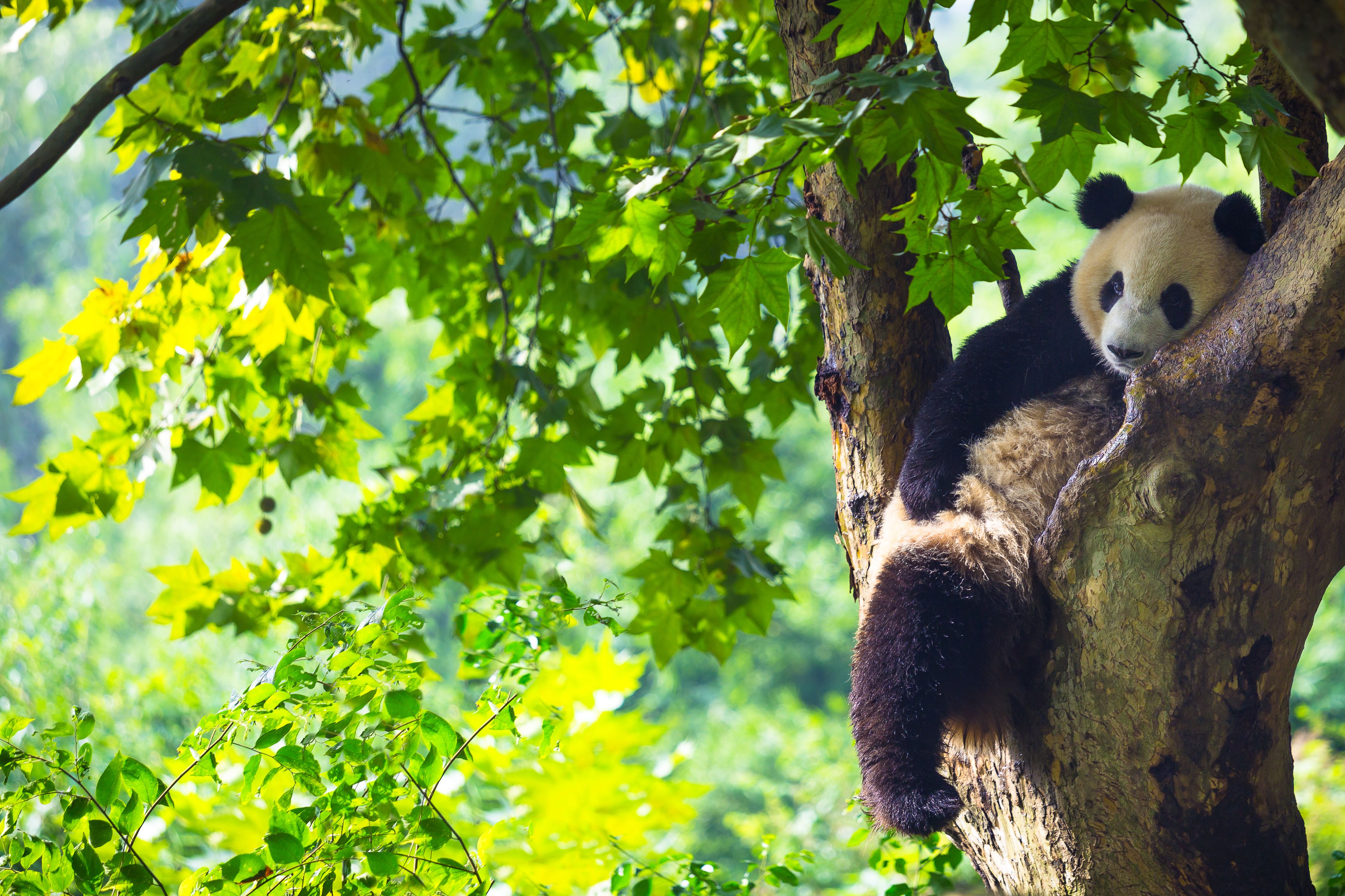 Free-Roaming Dogs Keep Pandas From Thriving