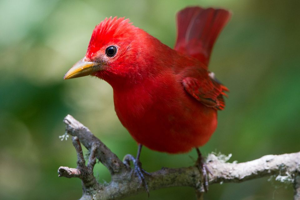 Pictures of Red Birds from around the Globe