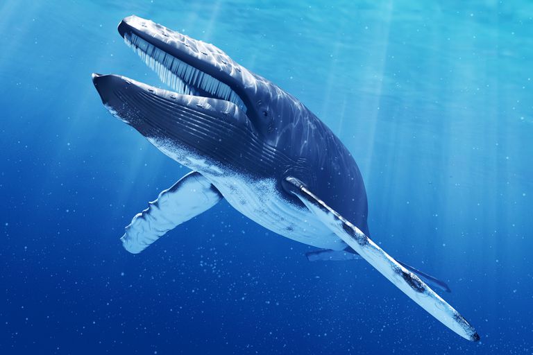 The blue whale is among the largest animals ever to have lived.