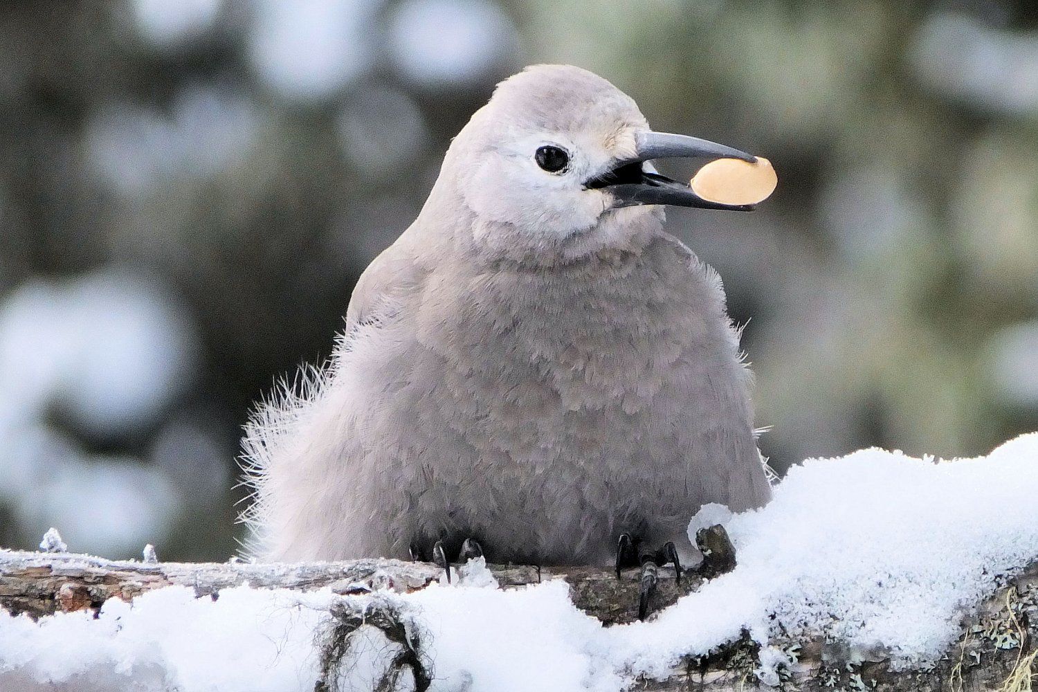 why-don-t-all-birds-migrate-understanding-bird-migration