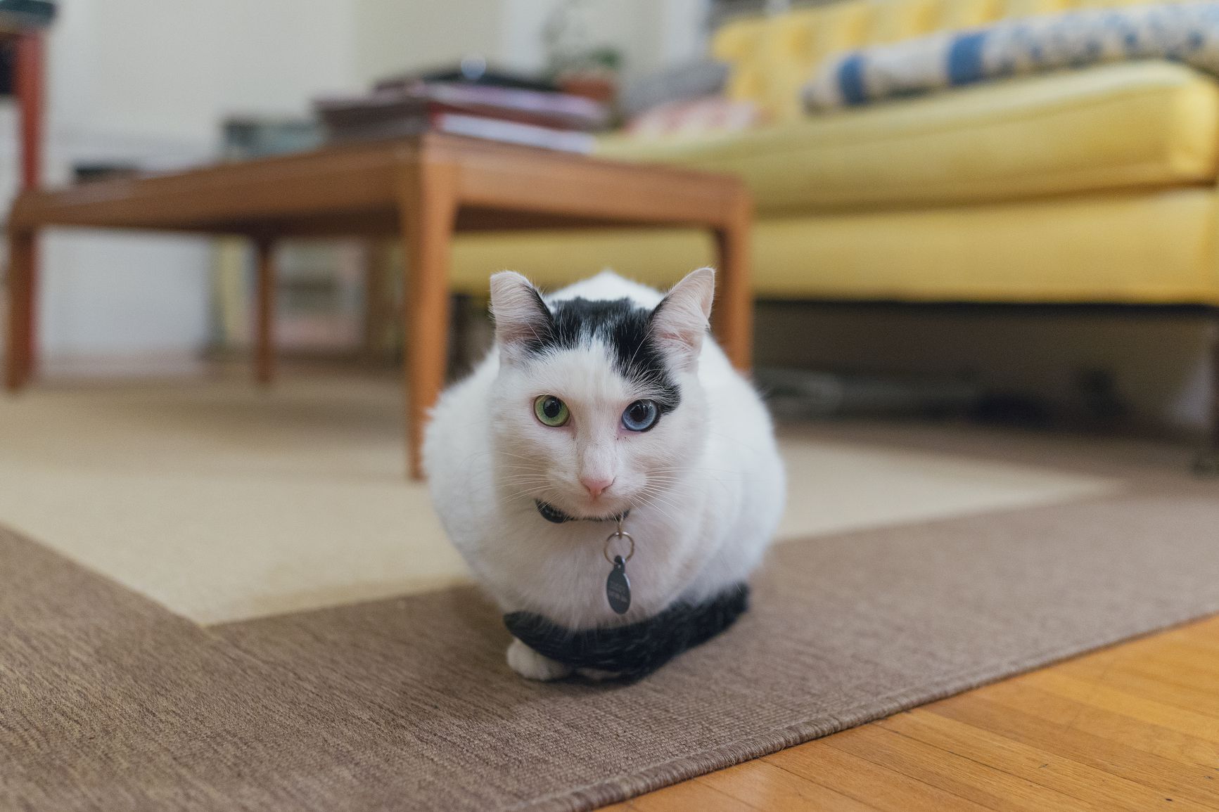 What to Do If Your Cat Is Peeing Outside the Litter Box