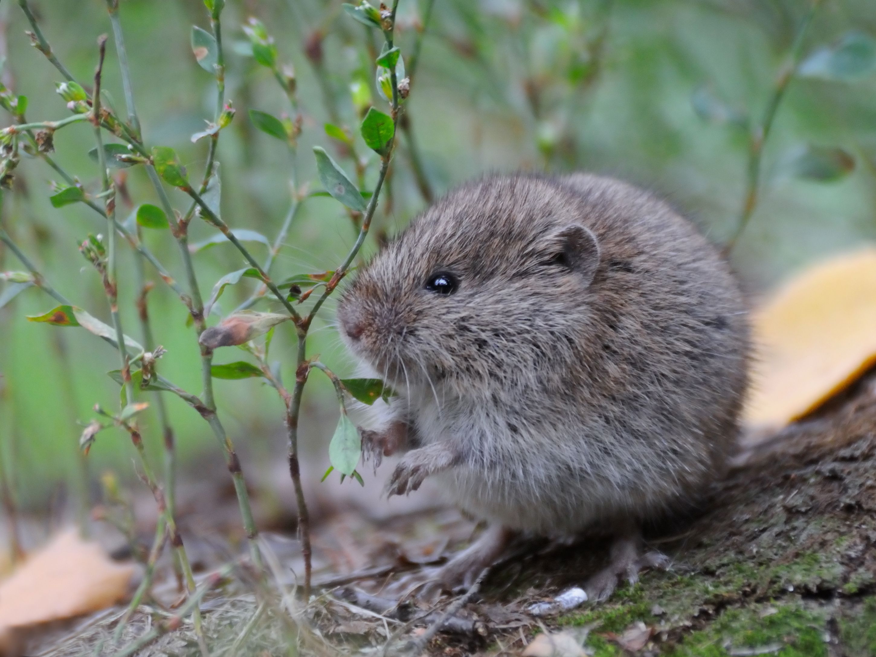 How to Keep Voles out of Your Yard
