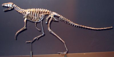 micropachycephalosaurus fossil