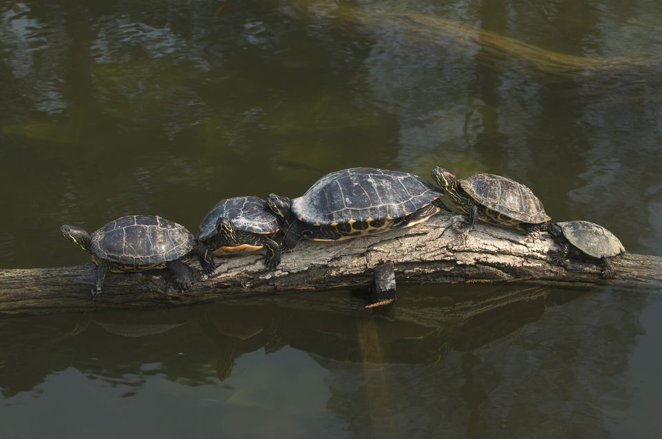 Caring For Yellow-bellied Sliders As Pet Turtles