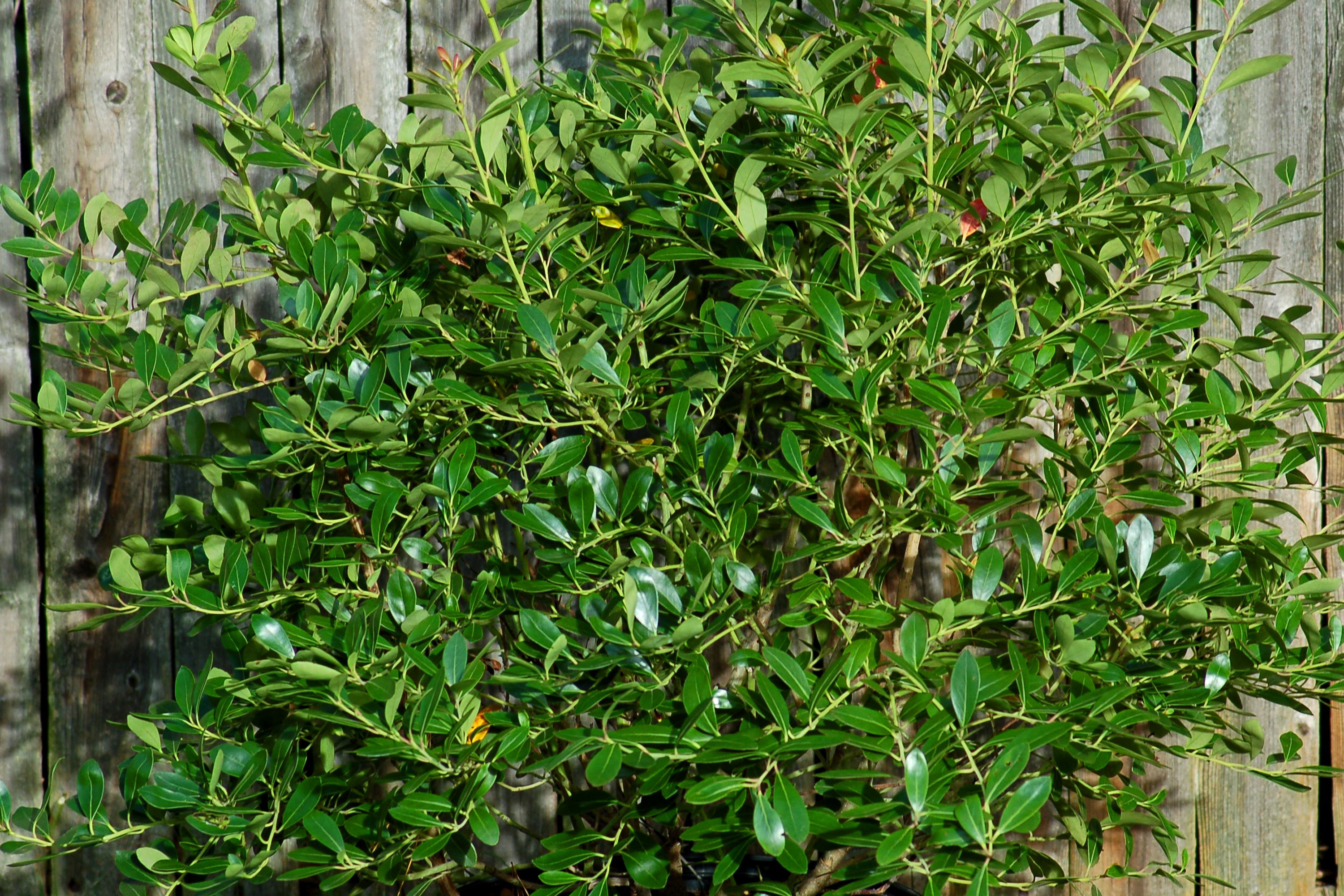 Plants for Wet Areas Landscaping