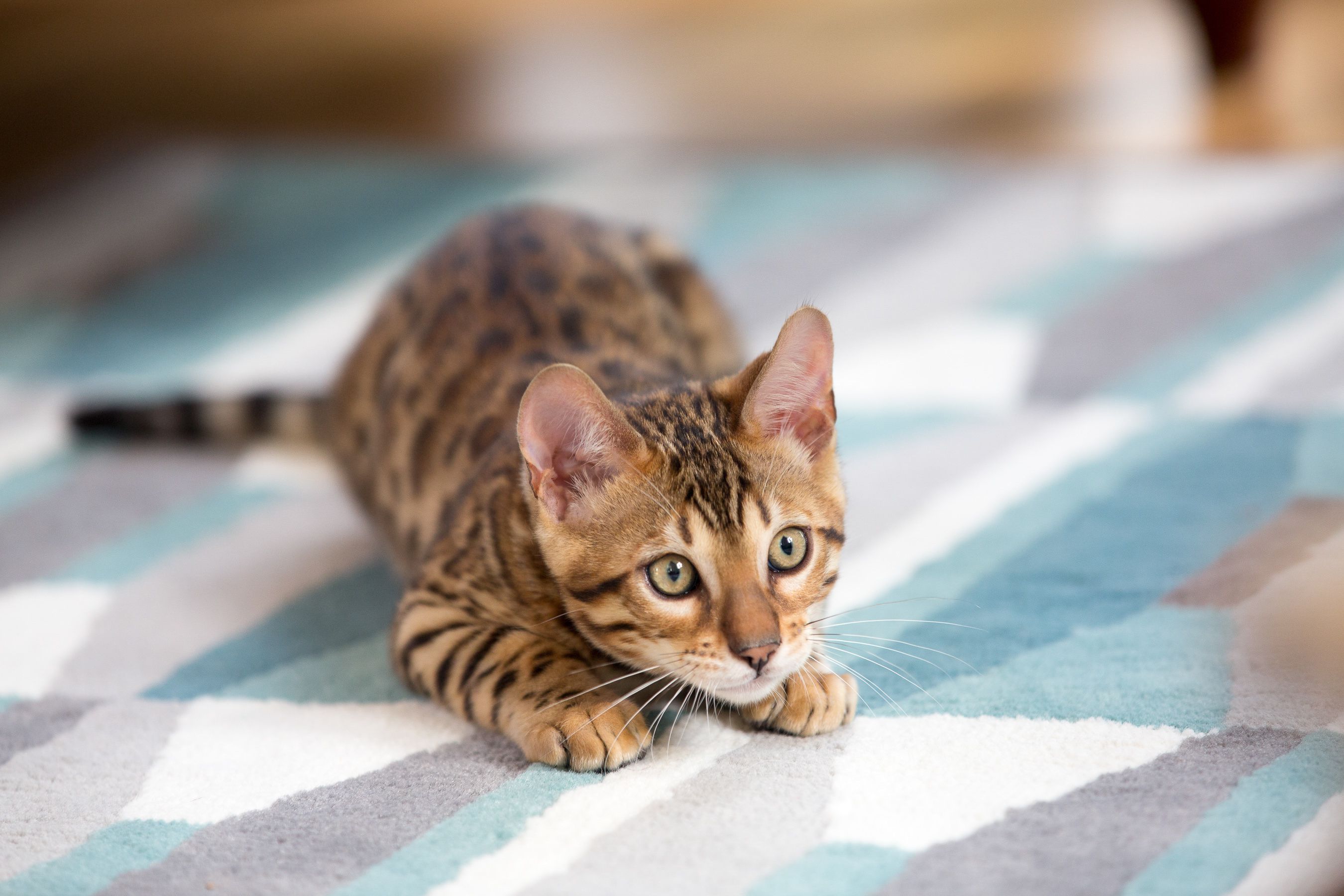 The 8 Best Cat Pee, Odor and Stain Removal Products to Buy ...