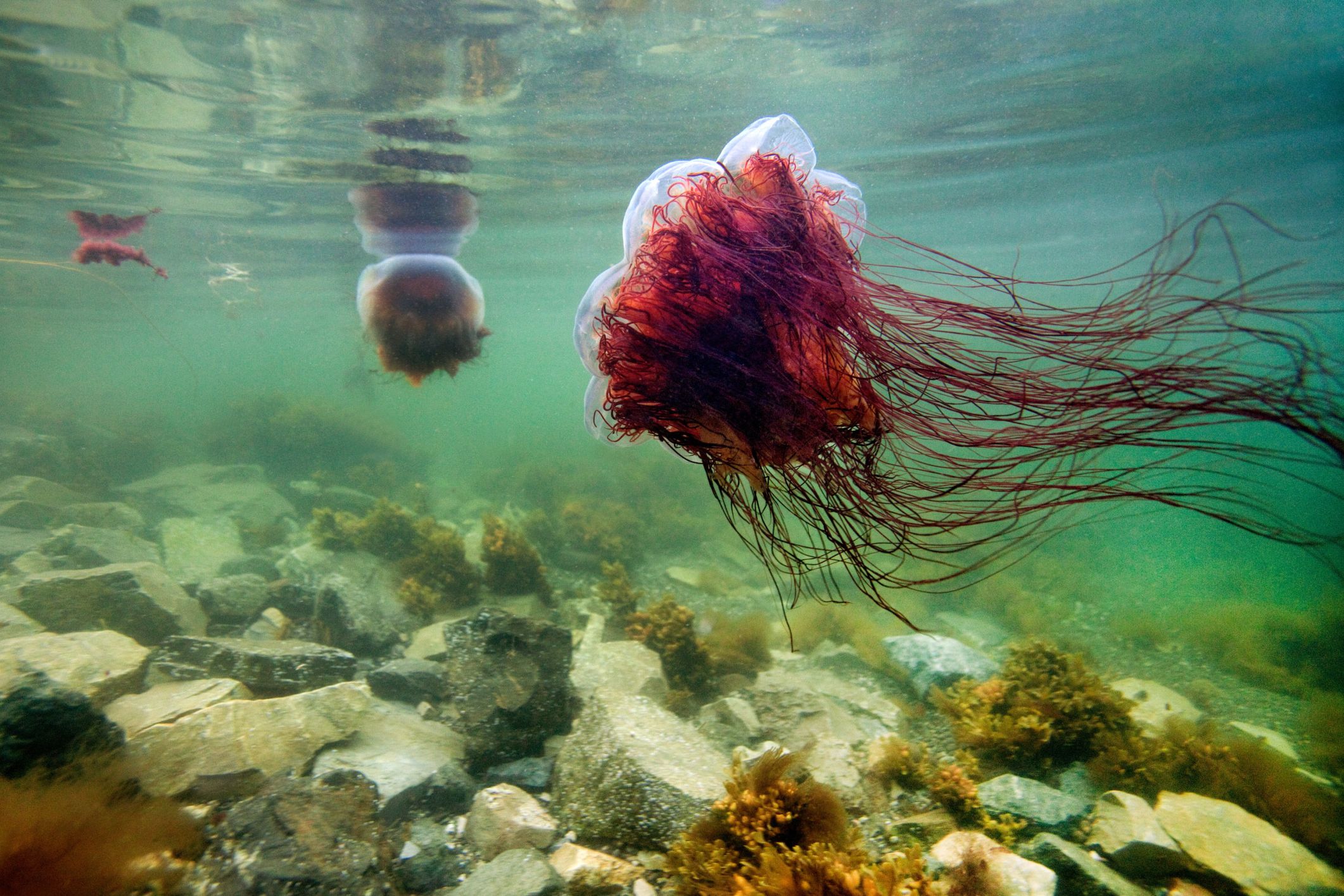 what-is-the-largest-jellyfish