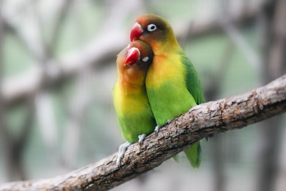 What Is The Definition Of A Lovebird