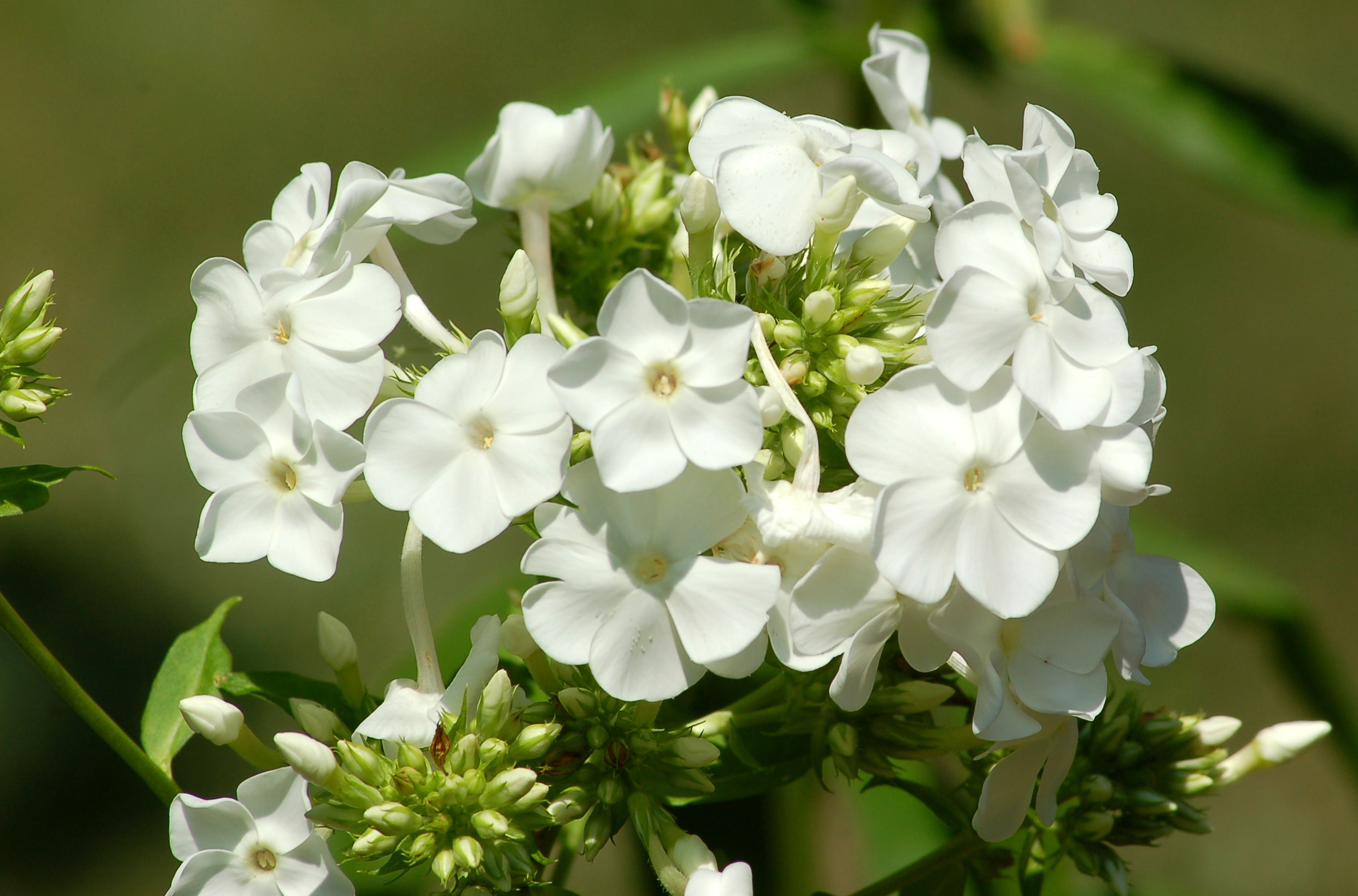 Grow 'David' Garden Phlox for White, Perennial Flowers