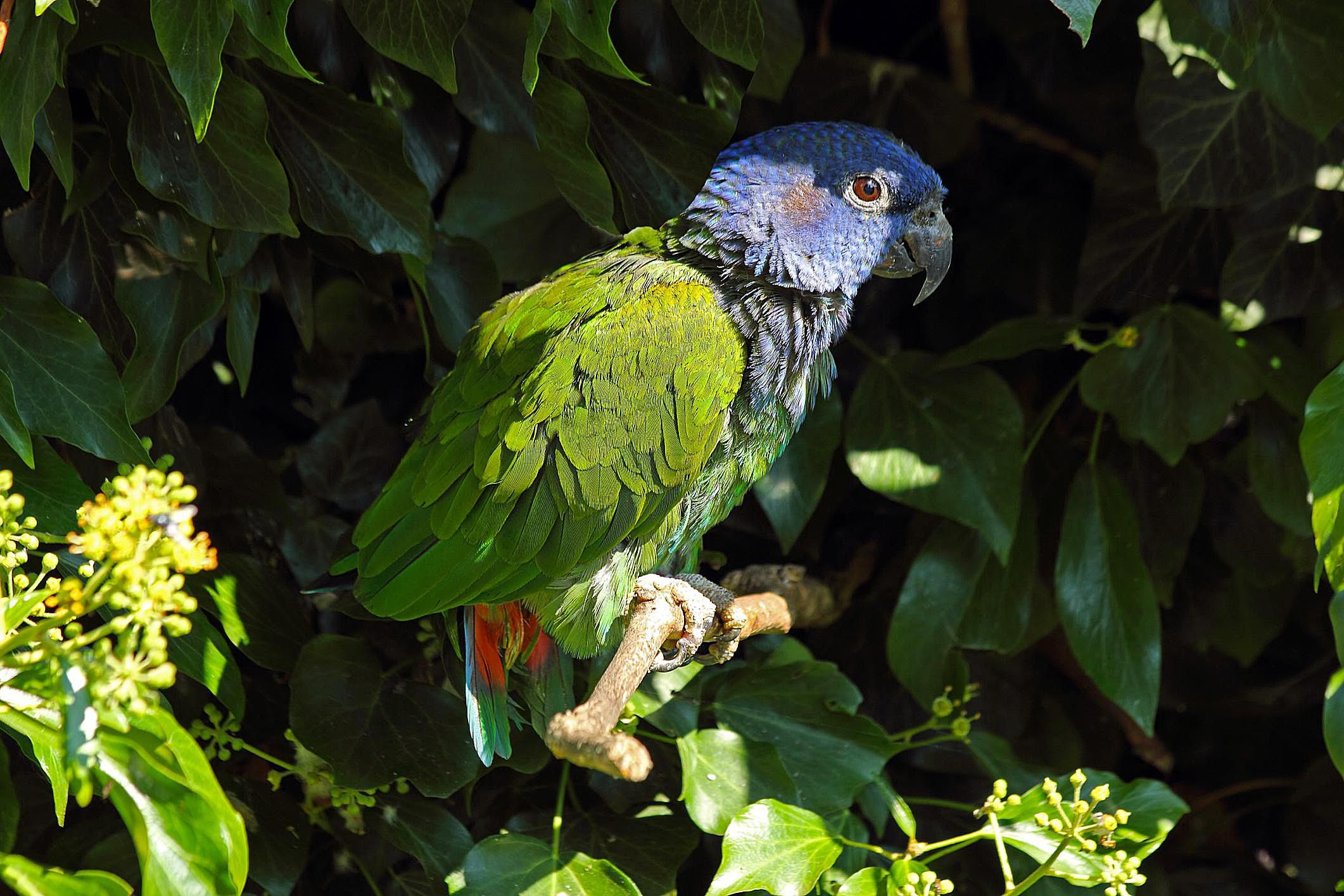 Blue Headed Pionus As A Pet - Species Profile