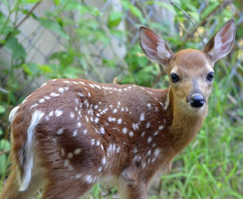 Maine Wildlife Park - Where Sighting a Maine Moose is Guaranteed