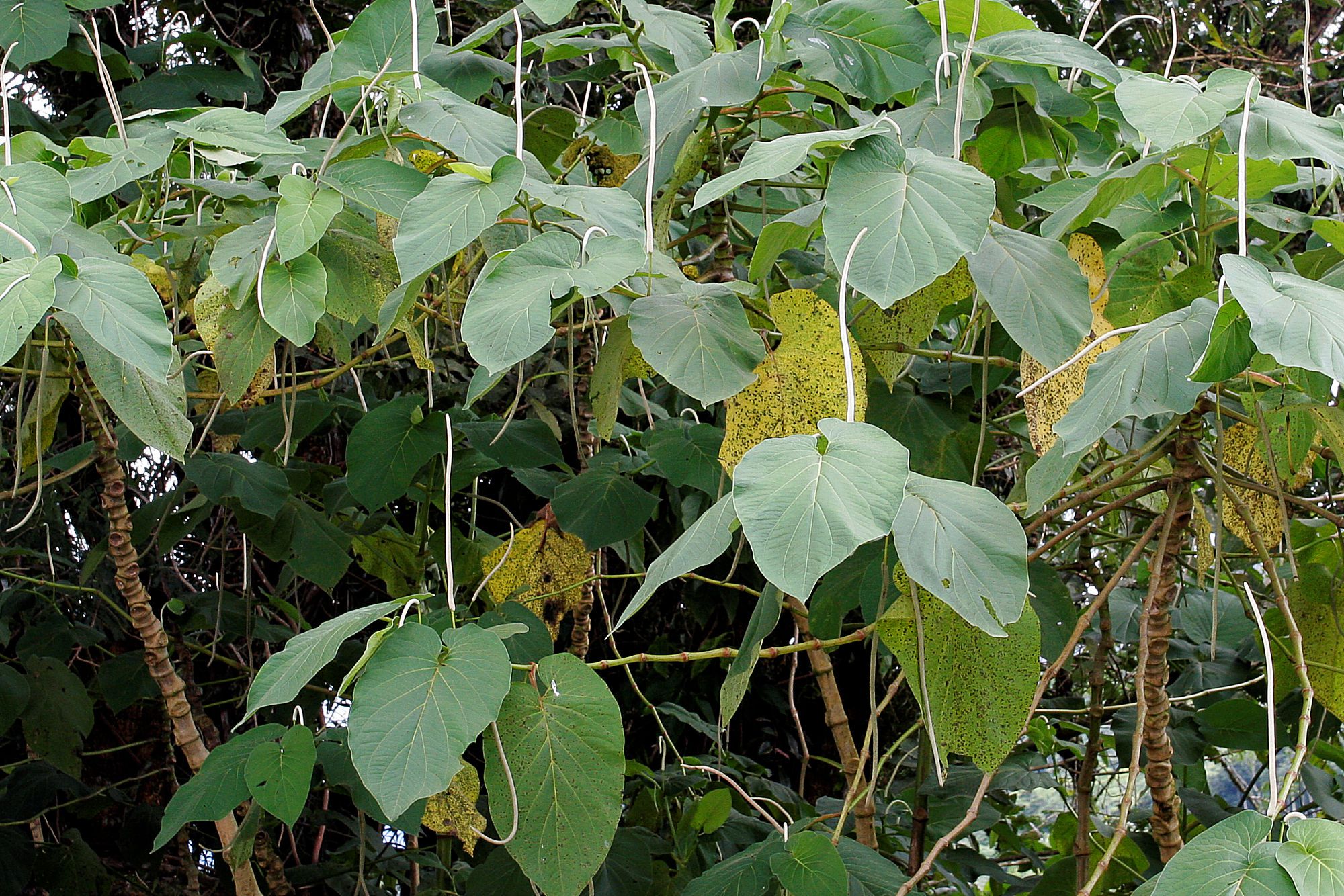 Hoja Santa (Mexican Herb)