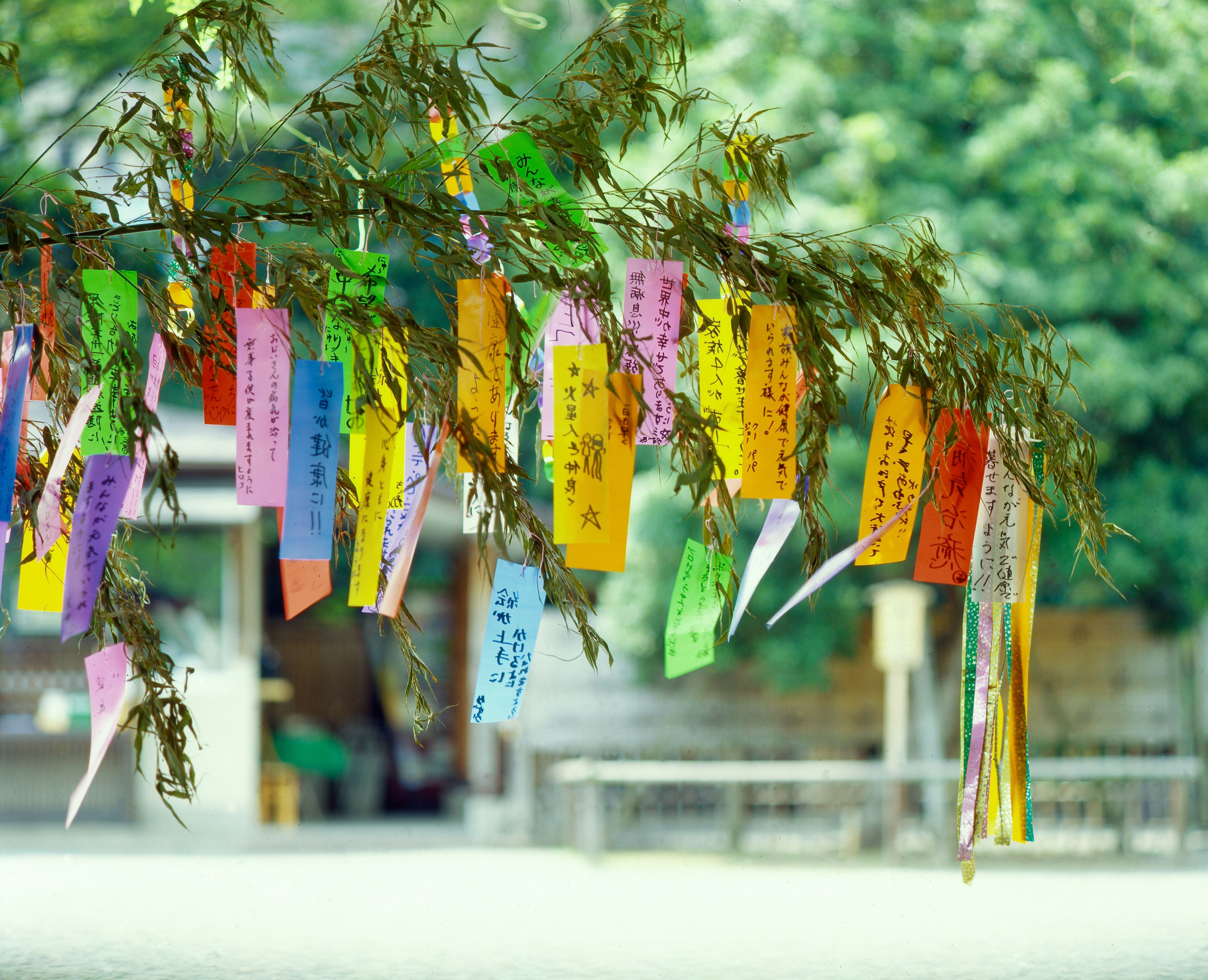 The Tanabata Festival in Japan and the Tanabata Story