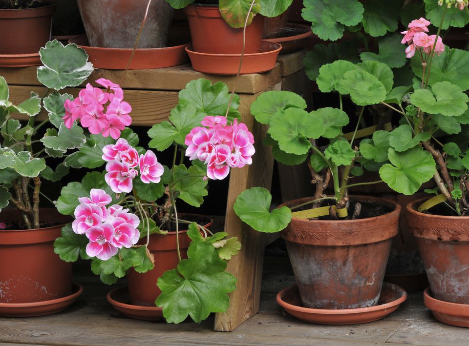 How Often Should You Water Geraniums In Pots - how often do you water geraniums in pots