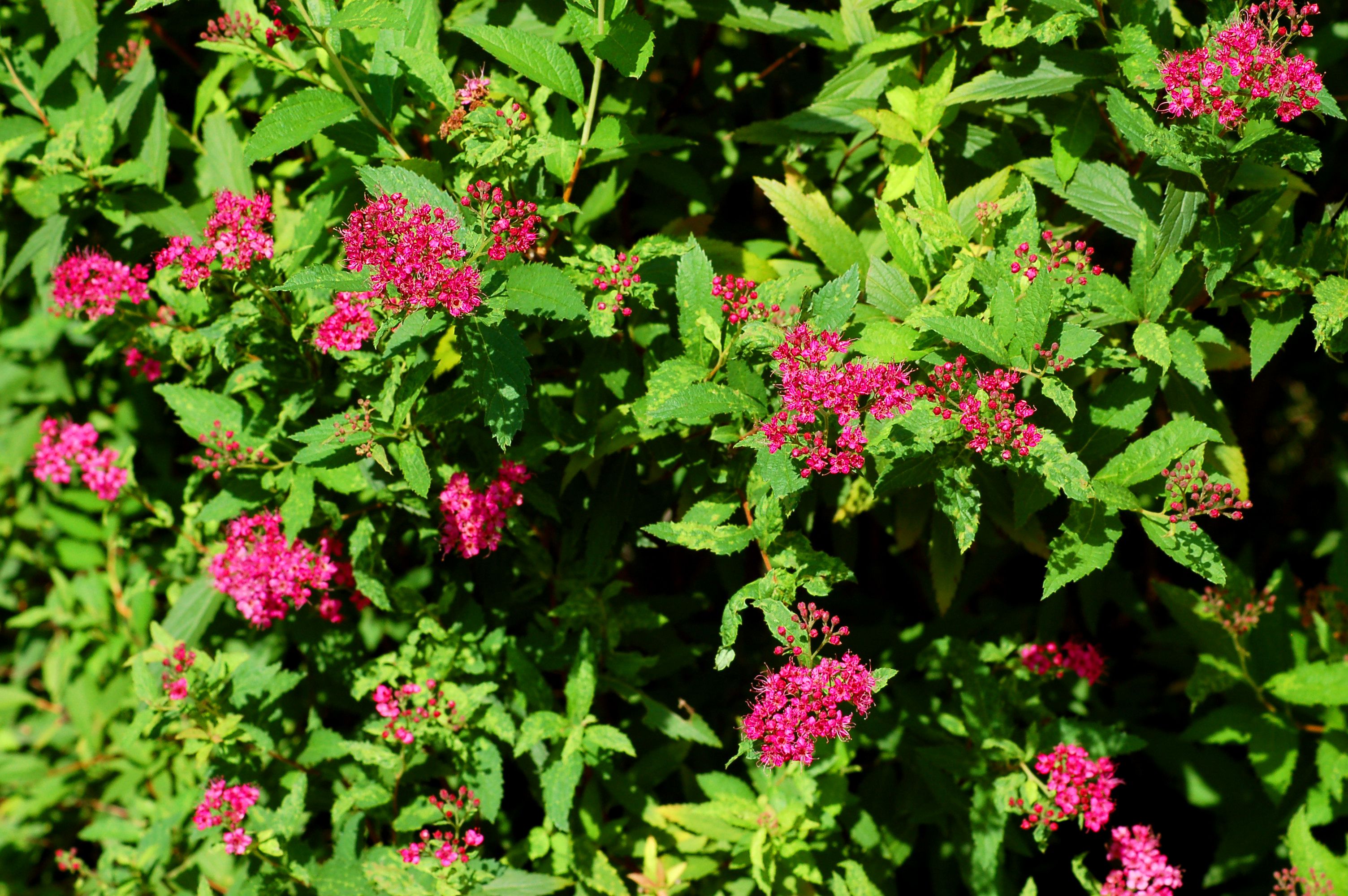 Neon Flash Spirea Shrubs How to Grow This Pink Beauty