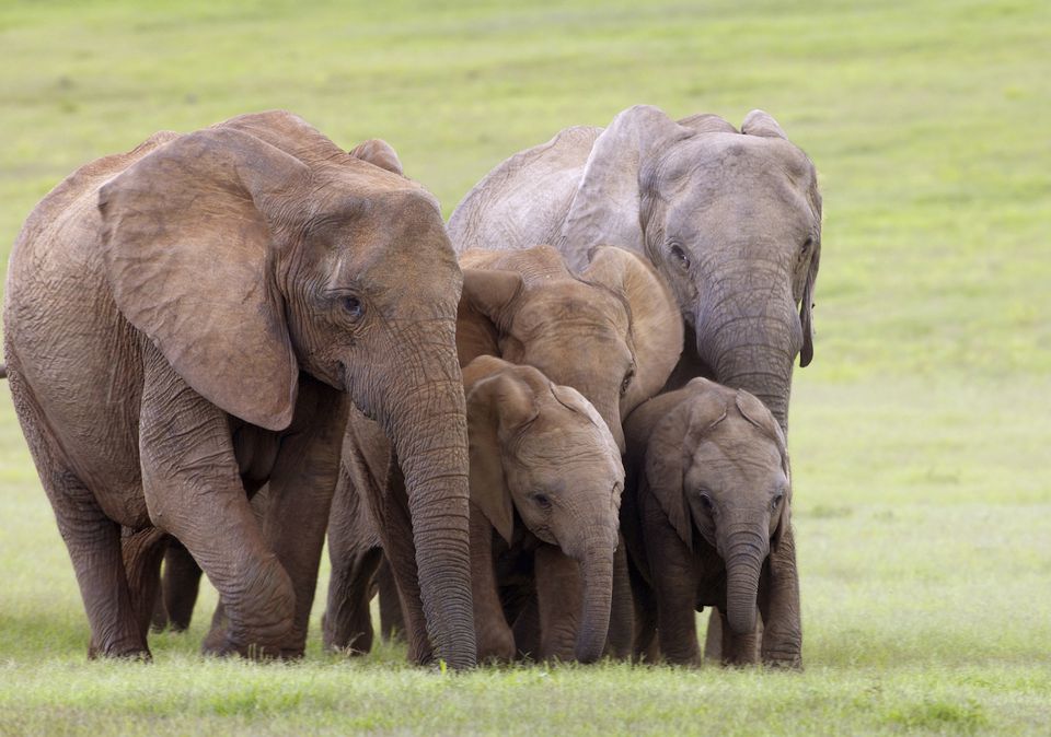 Where to See Elephants in Africa