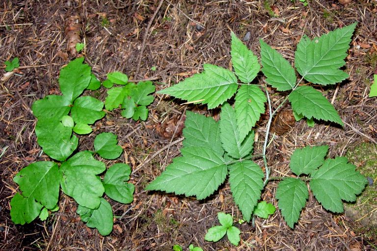 How Do You Know If That Plant Is Poison Oak?