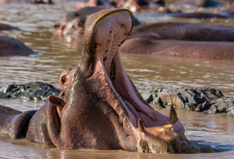 the-10-strongest-bites-in-the-animal-kingdom