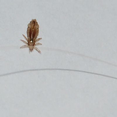 Adult Head Lice 44