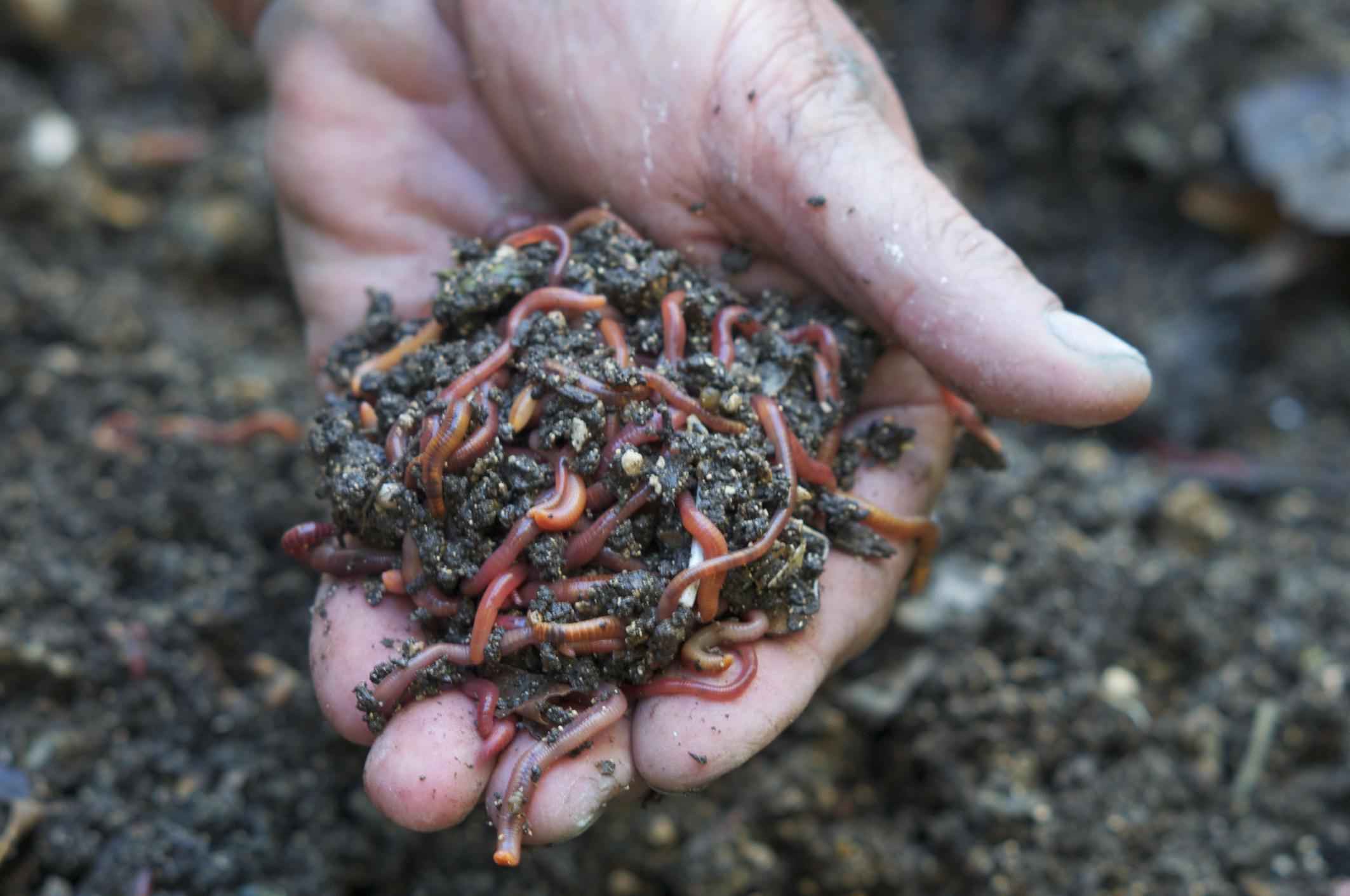 download best worms for composting
