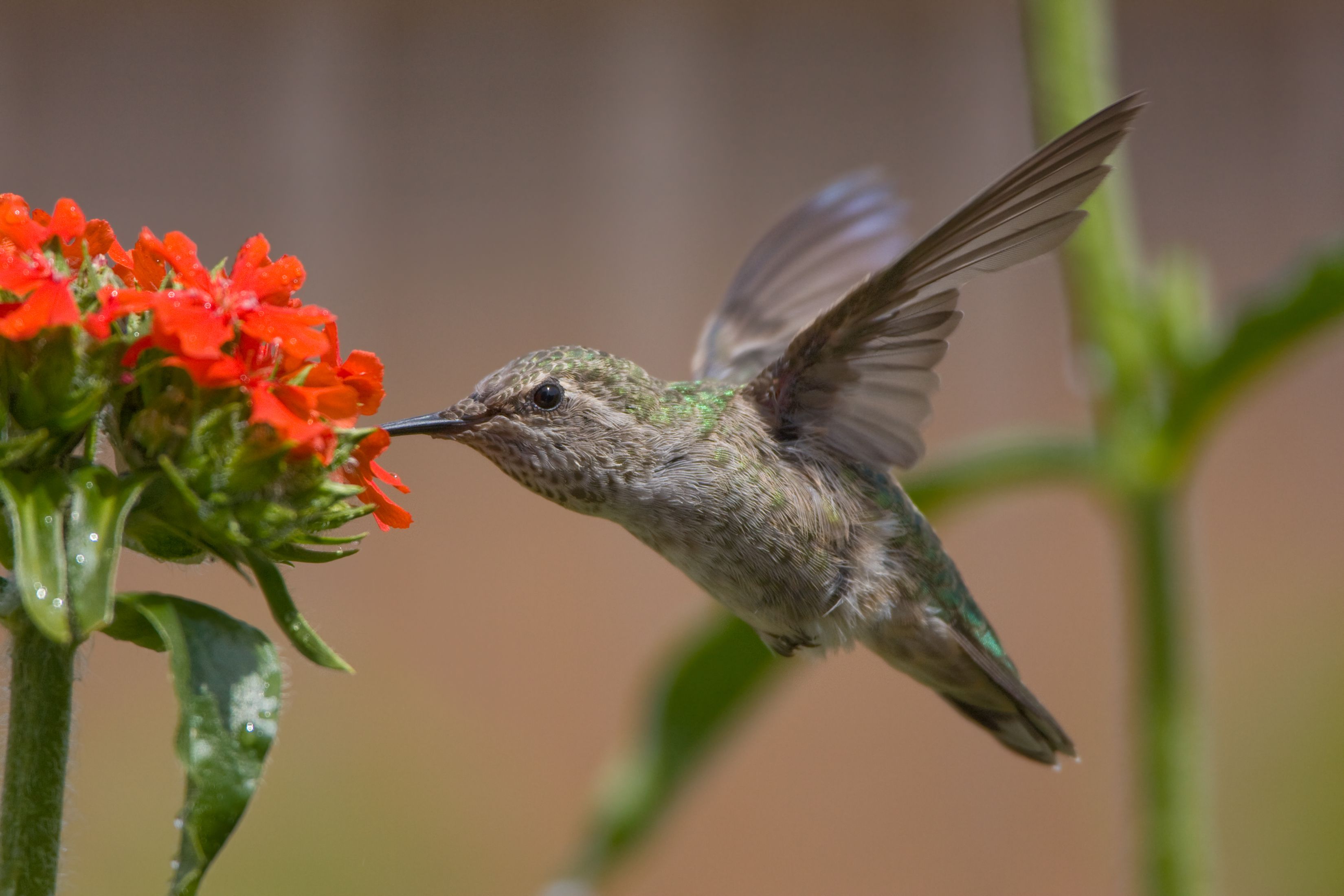 Audubon Christmas Bird Count Kicks Off