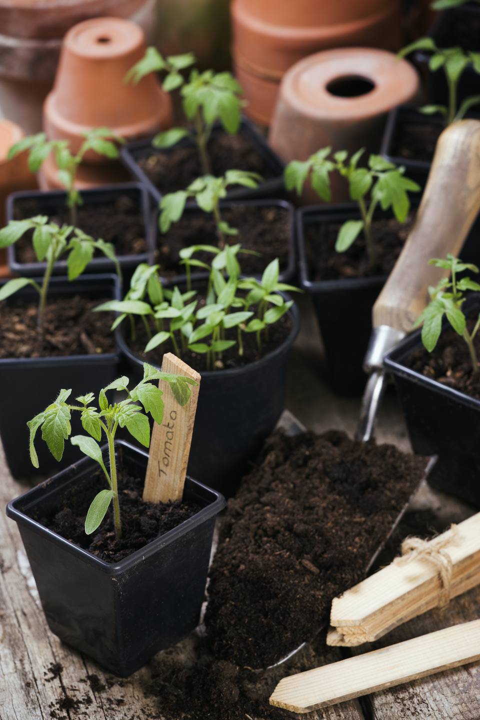 Tips for Growing Tomato Plants From Seed