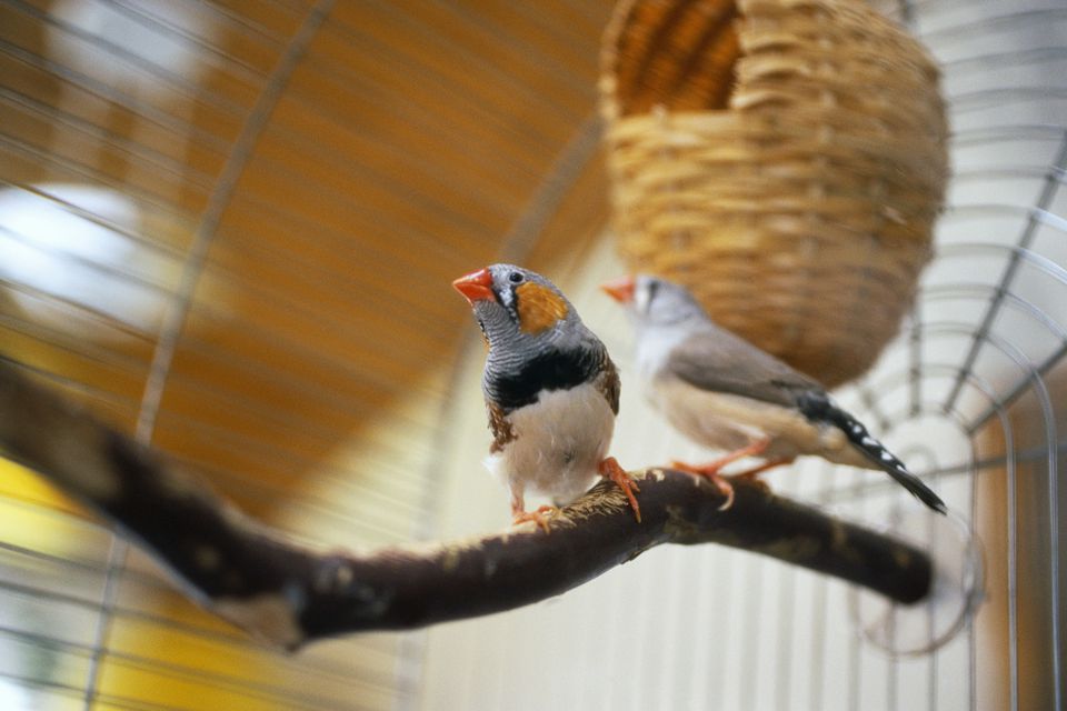 Low-Maintenance Pet Bird Species